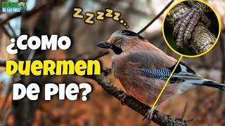 ¿Por Qué las Aves NO Se Caen al Dormir? Se Amarran a las Ramas?