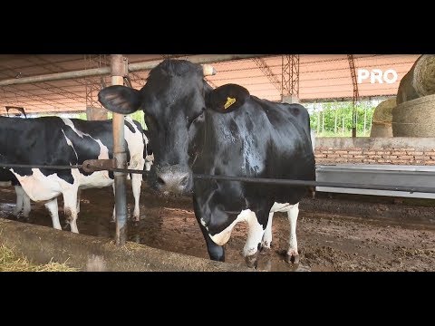 , title : 'Manejo de vacas lecheras antes y después del parto'