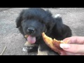 Мой собака Rex 