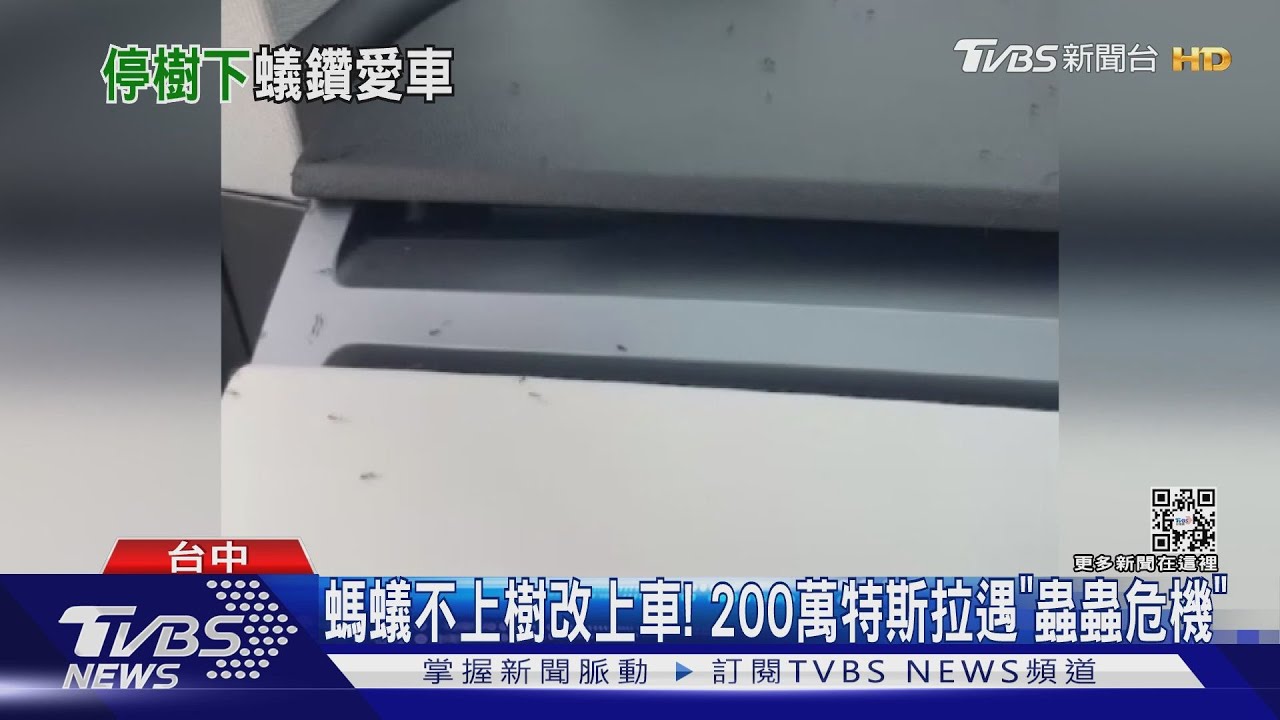 螞蟻不上樹改上車!200萬特斯拉遇「蟲蟲危機」
