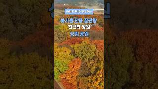 늦가을 단풍 끝판왕 천년의 정원 #함양상림공원 #함양여행 #경남단풍명소