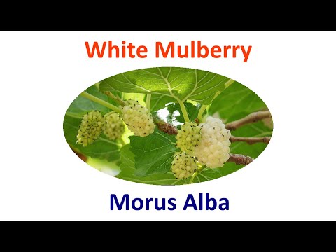 White Mulberry Permaculture Uses, Cultivation, Propagation & Companion Plants - Morus Alba