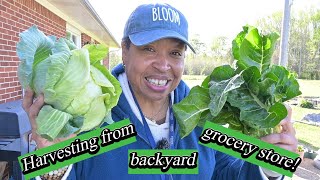 SAVE Your Garden from Frosty Nights!
