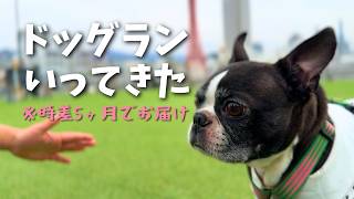 ドッグランで自由すぎるボストンテリア【久々の更新】