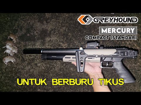 Greyhound Mercury Compact (Standar) Untuk Berburu TIKUS