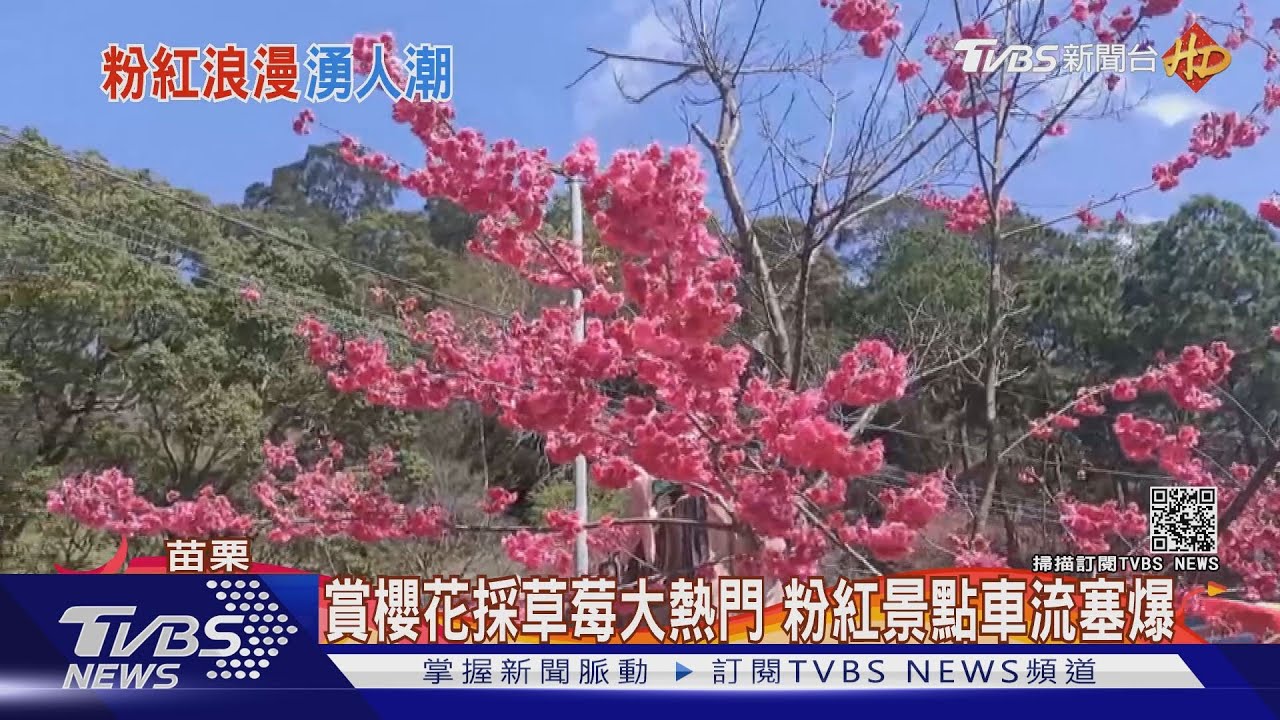 賞櫻花採草莓大熱門 粉紅景點車流塞爆
