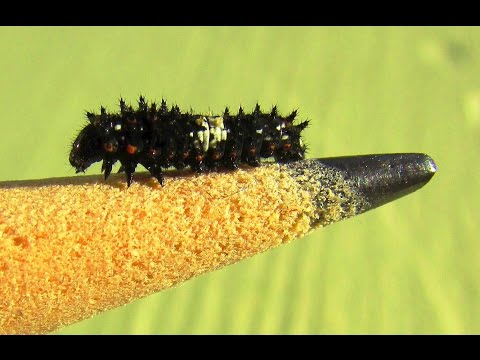 download lagu mp3 mp4 Year Of The Swallowtail, download mp3 Year Of The Swallowtail free downloadn, video klip Year Of The Swallowtail