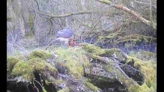preview picture of video 'Sculthorpe Moor Sparrowhawk on a plucking post'