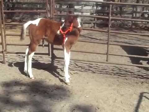 Stellario 2 Months  #4