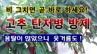 [텃밭농부 2,018]  비가 그치면 탄저병을 예방.  용탈로 인한 웃거름 주기! #고추재배