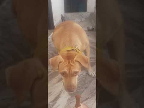 Strict Training 😃 of Pittbull ( Daisy )