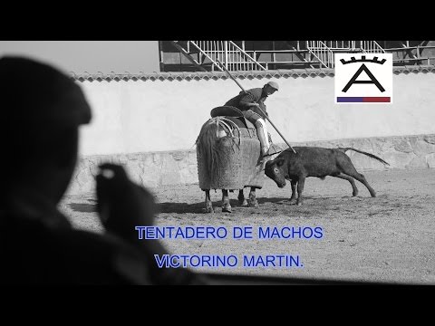 Tentadero de Machos de la A coronada.