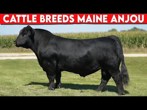 , title : '⭕ Cattle Breeds Maine Anjou (Rouge des Prés) History  ✅  Cattle MAINE ANJOU  / Bulls MAINE ANJOU'