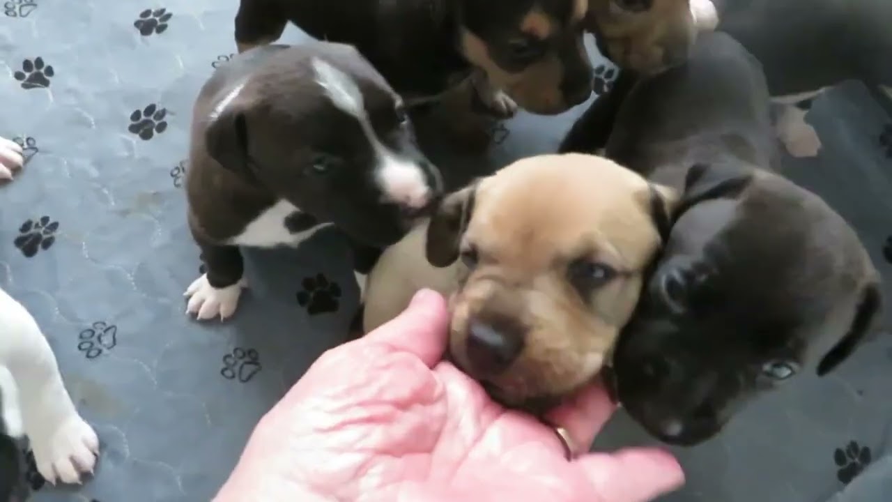 Enlarge Jolly, a Adoptable mixed breed in Crown Point, IN video 3/4