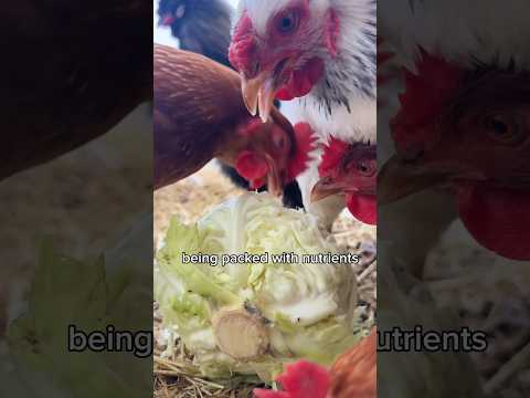 Feeding Cabbage to Chickens: A Healthy & Fun Treat 🥬 #shorts