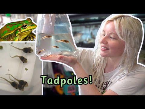 How to Care For Tadpoles!