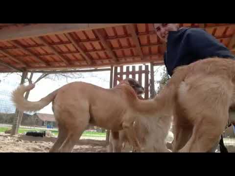 Vídeo de OZZIE