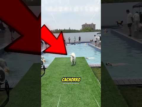 Agora ele pode aproveitar ao lado dos seus amigos🐶