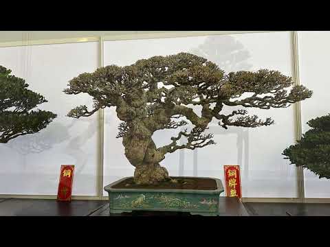 Kaohsiung Bonsai Club exhibit and competiton 2023 part 2