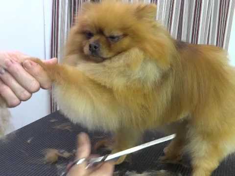 Pet Grooming for a Pomeranian starring Baa Baa