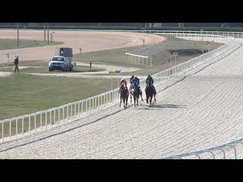 2019.03.31. 05. futam - ROYAL HORSE - TAVASZI HENDIKEP (I.o.) (szintetikus pálya)