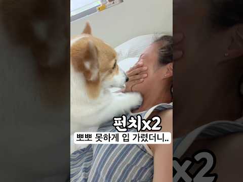엄미새 강아지 뽀뽀 못하게 입 가렸더니