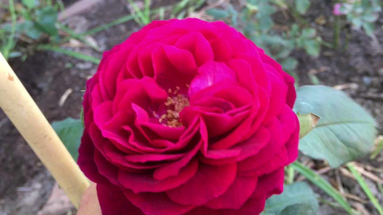 Роза Astrid Grafin von Hardenberg-Астрид граффИн фон хАрденберг. ????Моя новинка!