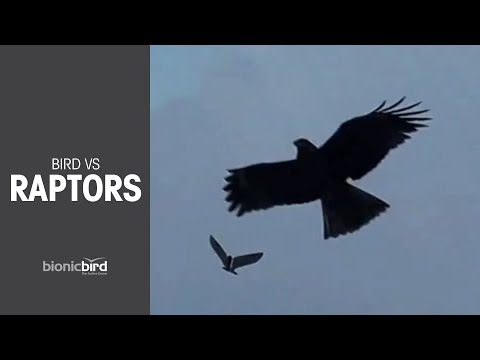 This Bionic Bird Dupes Its Real Life Counterparts