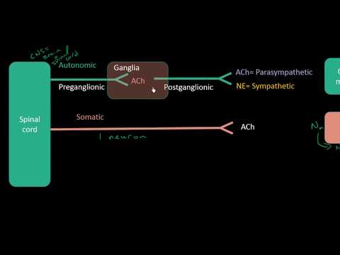 Autonomic Pharmacology - Lecture 1 - Intro For Students