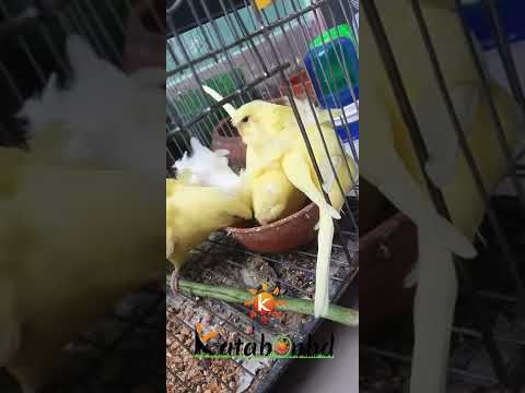 Helicopters are ready to take off... #jp #budgerigar #katabonbd