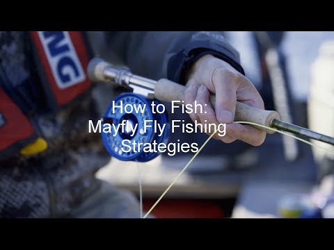 How to Fish: Mayfly Fly Fishing Strategies | GoFishBC