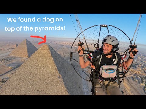 There’s a dog on top of the Great Pyramids of Giza!
