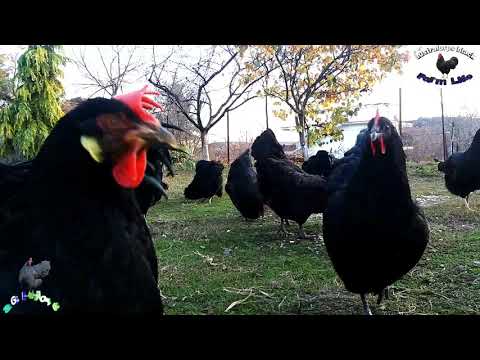 , title : 'GREAT Australorp rooster ..on camera - aGRokota'