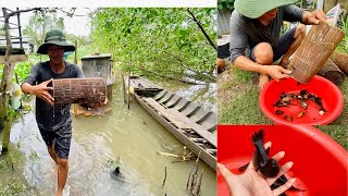 Đi dỡ lợp Cá Bống trên sông miền Tây #mientay #fishing #life