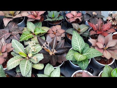 , title : 'Amazing Euphorbia francoisii hybrids at The Little One Plant Nursery'