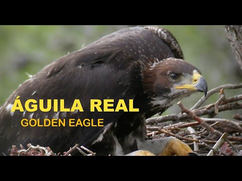 Aguila real ( Aquila chrisaetos ) Golden eagle