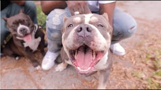 Big Baby Scumbag - Fall Out Boy dir  by Pablo Vasquez