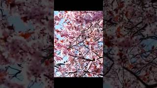 Download lagu Melihat Jepang dengan keindahan sakura nya #shorts mp3