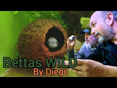 TIPOS DE BETTAS SALVAJES | By Diego