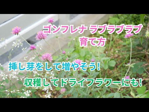 園芸 Royal Lady's レディーススリッパ