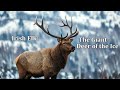 Irish Elk  The Giant Deer of the Ice Age  Incredible Prehistoric Wildlife Documentary