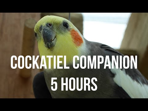 Cockatiel Companion 5 HOURS OF COCKATIELS!!!