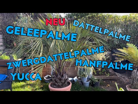 Neuzugänge Palmen Butia , Zwerg und Dattelpalmen, Hanfpalme und Yuccas
