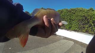 Redfin Fishing near lake reeds