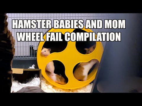 HAMSTER BABIES and MOM on HAMSTER WHEEL Funny FAIL COMPILATION