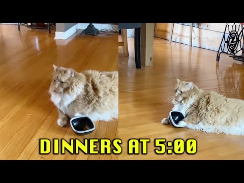 Cat Asking for Food by Banging its Food Bowl || WooGlobe Funnies