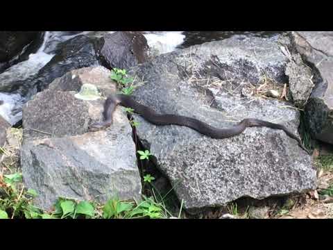 Wayside Inn, Sudbury Massachusetts!