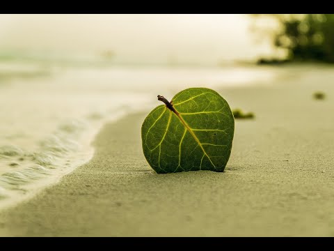 20 :  White Silver Sands -  Bill Black's Combo