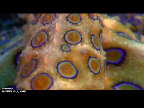 Molluscs: The Survival Game (shape of life) 11:42-14:43