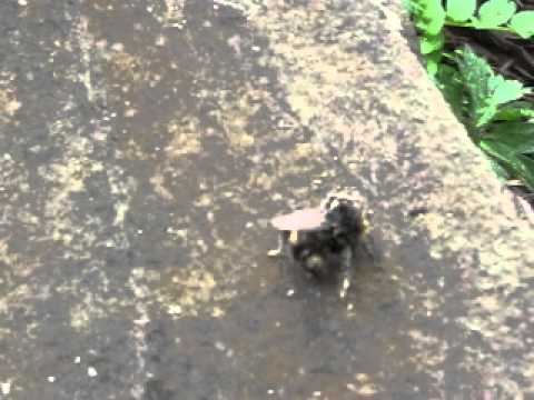 Hummel kann nicht fliegen